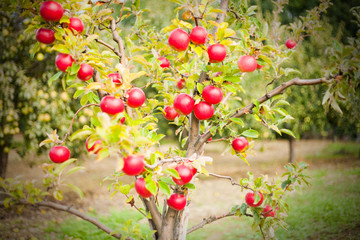 Red apples