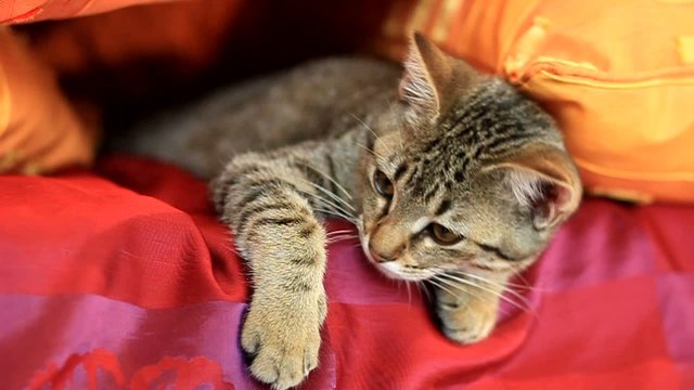 petit chat baillant dans le canap&eacute;