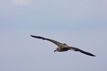 Obraz premium gabbiano