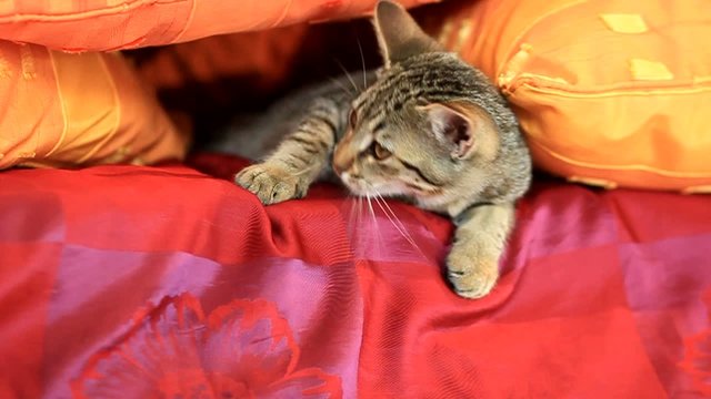 chat baillant dans le canap&eacute;