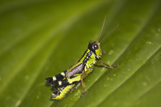 grillo