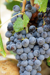 Grappe de raisin
