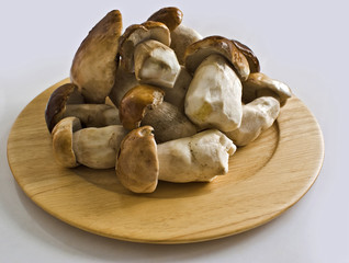 Freshly picked wild mushrooms on plate