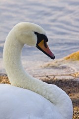 Fototapeta premium cigno