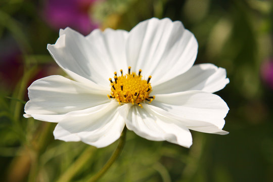 blumenhintergrund,kosmea