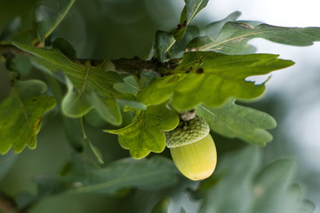 green acorn © Miroslawa Drozdowski
