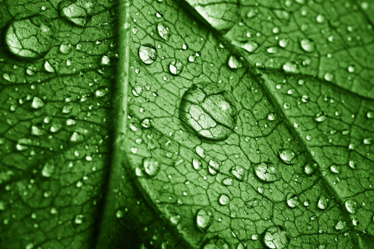 beautiful leaf with drops
