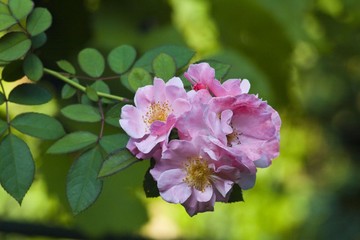 rosa