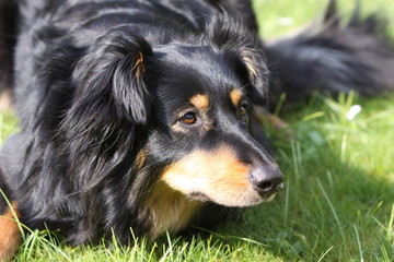 Schwarz-brauner Mischlingshund