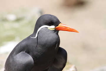 Inkaseeschwalbe