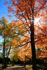 Fototapeta premium Autumn trees