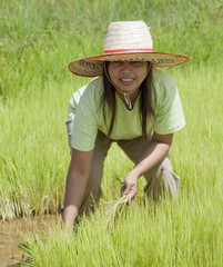 Asiatische Frau am Reisfeld, Thailand