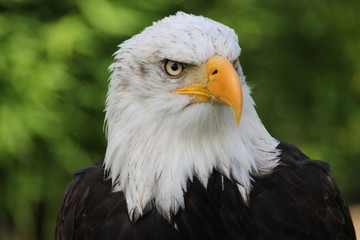 Weisskopfseeadler 12