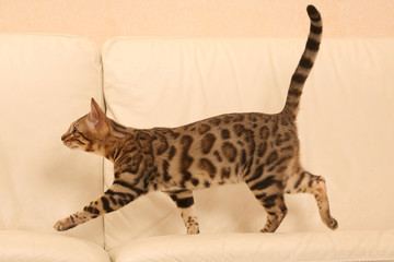 chat de bengale marchant de profil sur le canapé blanc © CALLALLOO CANDCY