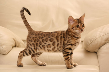 adorable chaton du bengal debout de profil sur un fauteuil
