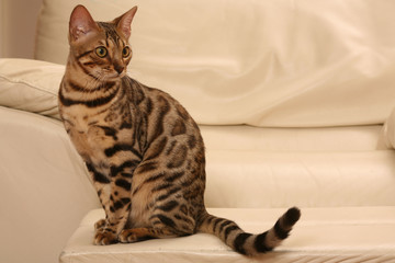 chat du bengal adulte assis sagement sur un repose-pieds