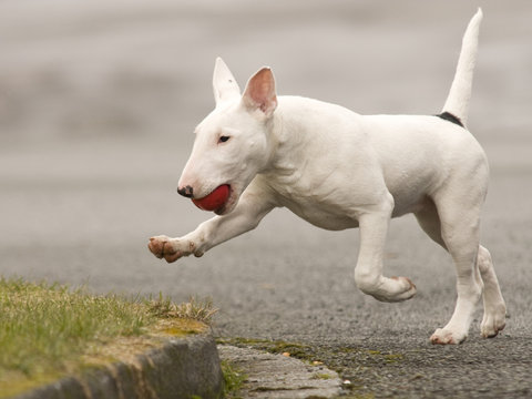 Bullterrier Rassehund Bull Terrier