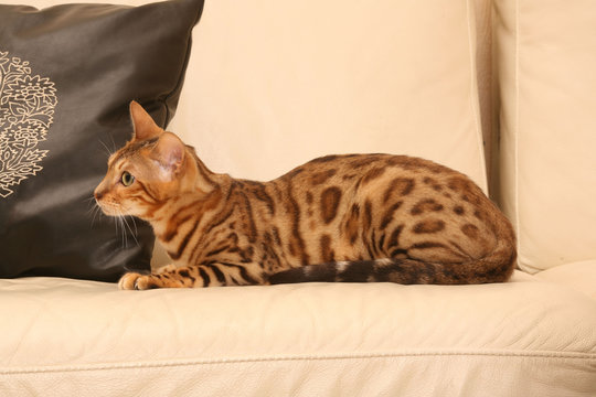 Chat Du Bengale Couche De Profil Sur Le Canape Blanc Stock Photo Adobe Stock Chat Du Bengale Couche De Profil Sur Le Canape Blanc Stock Photo Adobe Stock