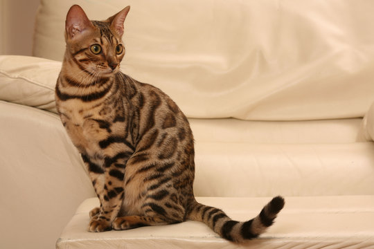 21 Meilleures Gato De Bengala Images Photos Et Illustrations Vectorielles Stock Adobe Stock 21 Meilleures Gato De Bengala Images Photos Et Illustrations Vectorielles Stock Adobe Stock