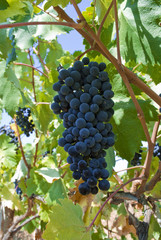 Fototapeta premium grapes