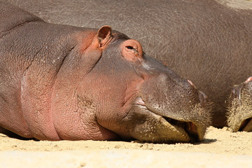 Hippo sleeping