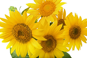 Naklejka premium sunflowers isolated