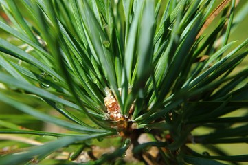 Branch of pine.