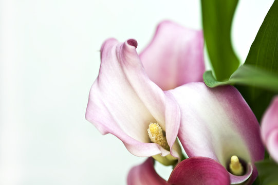 Zantedeschia Calla