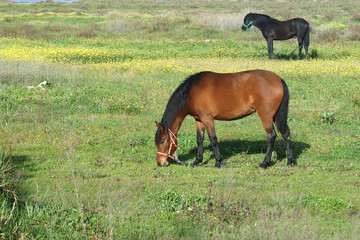 Caballos
