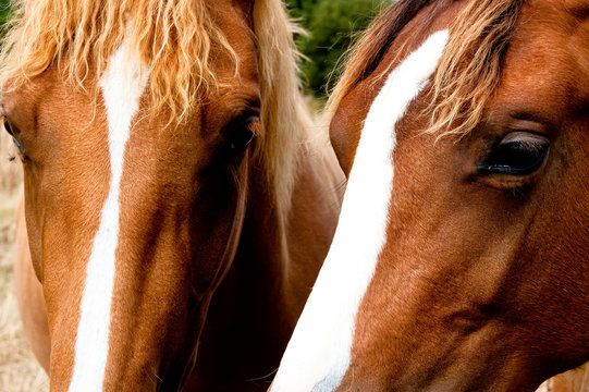 Regards equins