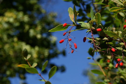 Berberis Thunbergii Berries