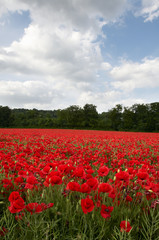 Poppy Field
