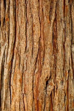 Baum Struktur