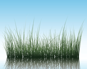 Obraz premium water and grass