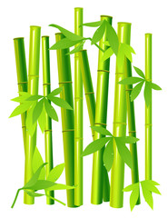 Fototapeta na wymiar Bamboo on isolated background