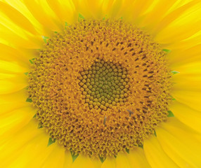 bright sunflower closeup