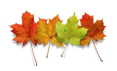 Les feuilles d'automne