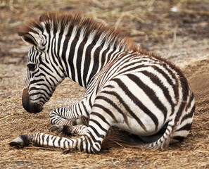 liegendes Zebra