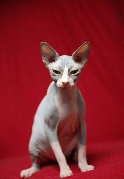 sphinx