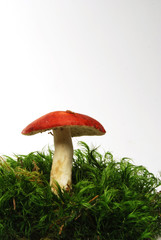 toadstool