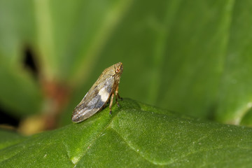 meadow froghopper, philaenus spumarius
