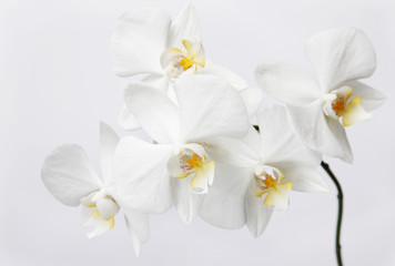 Naklejka na ściany i meble Branch of white orchids