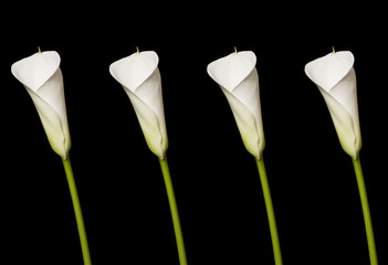 Four beautiful calla lily