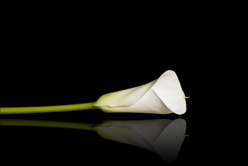 Beautiful calla lily