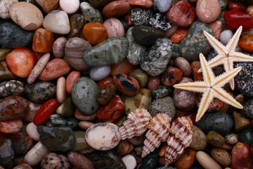 Starfish on pebbles