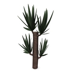 yucca