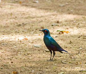 Bronze-tailed Glossy Starling