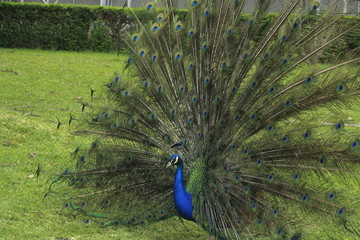 Obraz premium Blauer Pfau