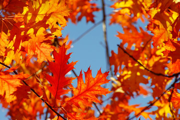 autumn leaves