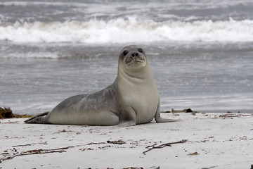 Fototapeta premium Southern elephant seal (Mirounga leonina)